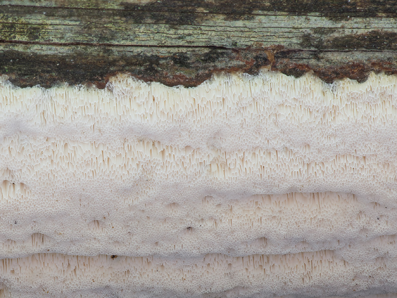 Oligoporus placentus